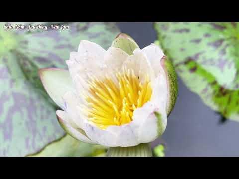 Khám Phá Chùa Nôm – Linh Thông Cổ Tự Nổi Tiếng ở Hưng Yên |